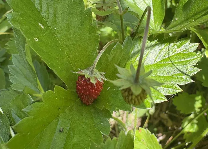 Yanevi At Grand Monastery *