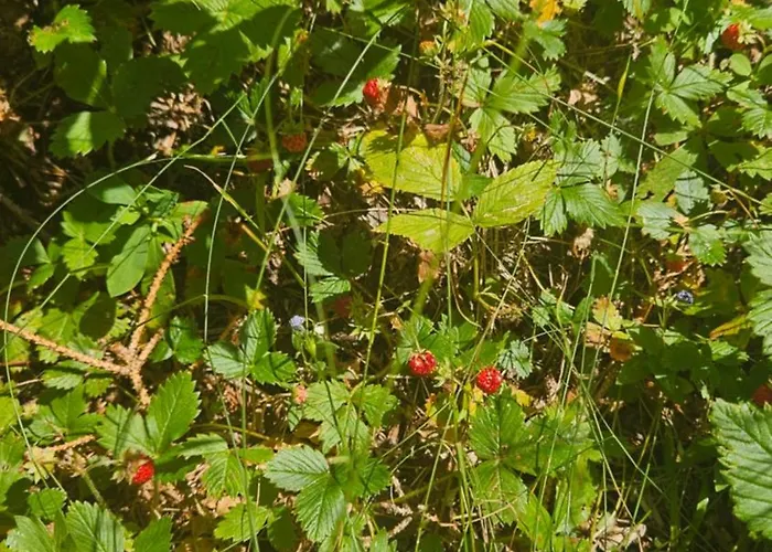 Yanevi At Grand Monastery Pamporovo